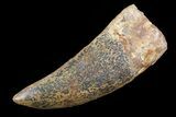 Carcharodontosaurus Tooth - Monster Meat-Eater #73260-1